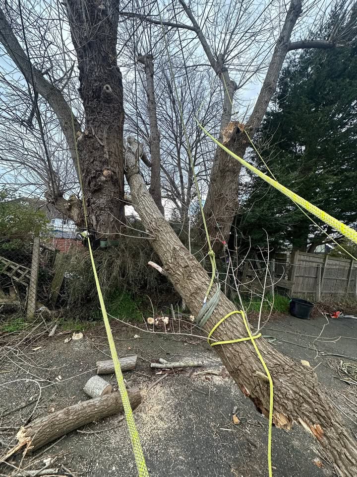 MJC Tree&Garden services